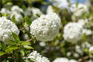  - Viburnum 'Eskimo'