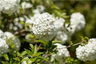  - Viburnum 'Eskimo'