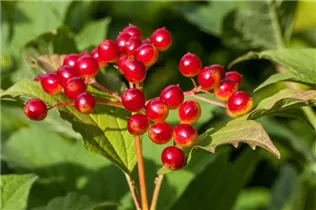  - Viburnum opulus