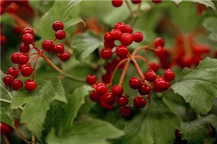  - Viburnum opulus 'Compactum'