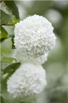 - Viburnum opulus 'Roseum'  - Viburnum opulus 'Roseum'
