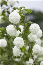 - Viburnum opulus 'Roseum'  - Viburnum opulus 'Roseum'