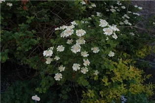  - Viburnum opulus