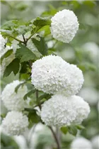 - Viburnum opulus 'Roseum'  - Viburnum opulus 'Roseum'