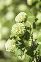 - Viburnum opulus 'Roseum'  - Viburnum opulus 'Roseum'