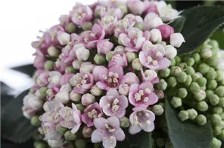  - Viburnum tinus