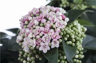  - Viburnum tinus