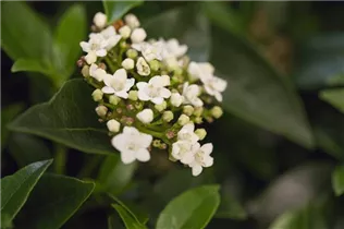  - Viburnum tinus