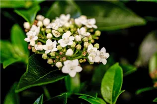  - Viburnum tinus