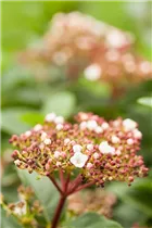  - Viburnum tinus