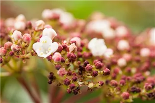 - Viburnum tinus