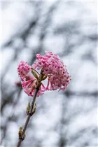  - Viburnum x bodnantense