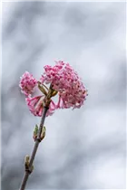  - Viburnum x bodnantense