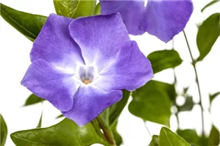  - Vinca minor 'Bowles'