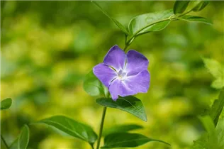  - Vinca major