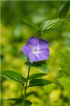  - Vinca major
