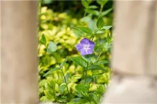  - Vinca major