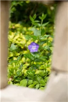  - Vinca major