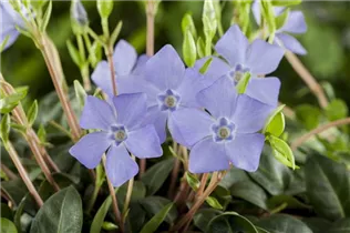  - Vinca minor