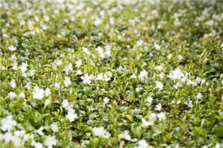  - Vinca minor, weiß