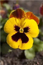 - Viola x wittrockiana  - Viola x wittrockiana