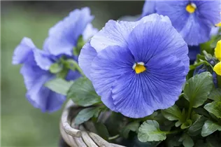 - Viola x wittrockiana  - Viola x wittrockiana