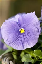 - Viola x wittrockiana  - Viola x wittrockiana