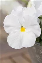 - Viola x wittrockiana  - Viola x wittrockiana