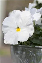 - Viola x wittrockiana  - Viola x wittrockiana