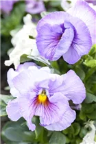 - Viola x wittrockiana  - Viola x wittrockiana