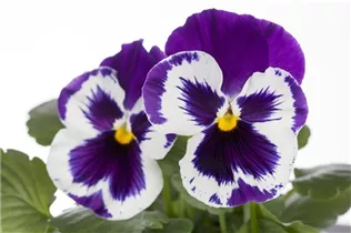 - Viola x wittrockiana  - Viola x wittrockiana