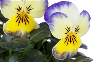 - Viola x wittrockiana  - Viola x wittrockiana