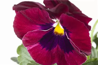 - Viola x wittrockiana  - Viola x wittrockiana