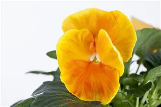 - Viola x wittrockiana  - Viola x wittrockiana