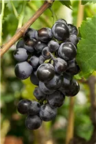  - Vitis vinifera 'Boskoop Glory'