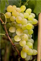 - Vitis vinifera 'Lakemont'  - Vitis vinifera 'Lakemont'