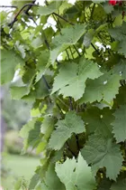  - Vitis vinifera