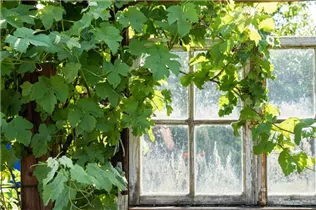  - Vitis vinifera
