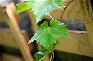  - Vitis vinifera