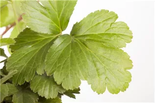  - Waldsteinia ternata