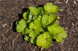  - Waldsteinia ternata