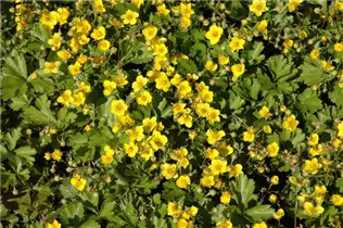  - Waldsteinia ternata