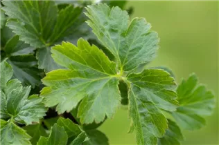  - Waldsteinia ternata