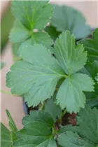  - Waldsteinia ternata