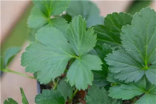  - Waldsteinia ternata