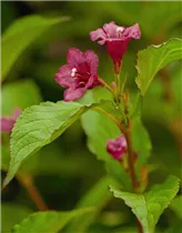  - Weigela 'Bristol Ruby'®