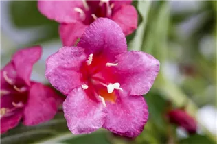  - Weigela 'Bristol Ruby'®