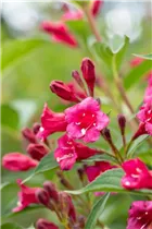  - Weigela 'Bristol Ruby'®