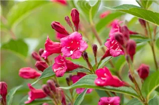  - Weigela 'Bristol Ruby'®