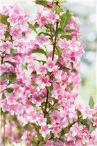  - Weigela florida